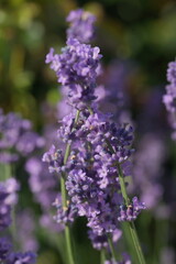 Purple lavender in the summer garden