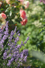 Purple lavender in the summer garden