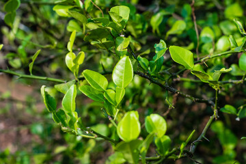 Bergamot green leaf