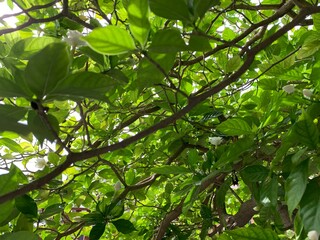 green leaves and sun