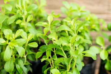 Stevia tree plant