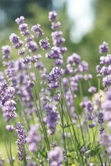 Purple lavender in the summer garden