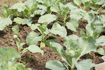 Young green cabbages growing in the garden.