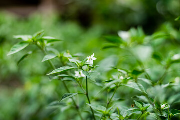 White chili flowers and green leaf