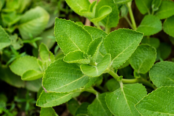 Indian borage plant