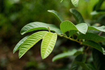 Green leaf guava