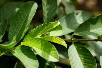 Green leaf guava