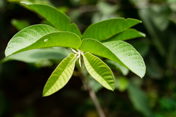 Green leaf guava
