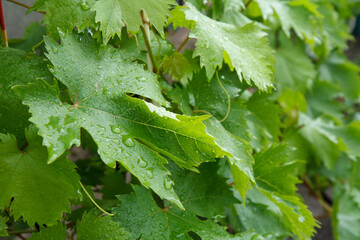 Grape leaves with water drops in the garden.