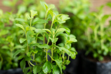 Stevia tree plant
