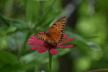 Mariposa y flor