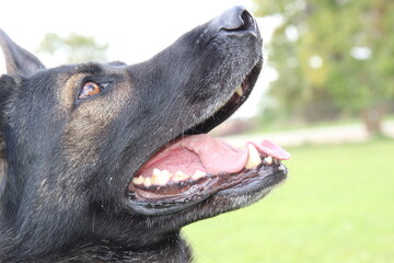 reinrassiger Deutscher Schäferhund Nase Ohren Zähne Augen