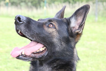 reinrassiger Deutscher Schäferhund Nase Ohren Zähne Augen