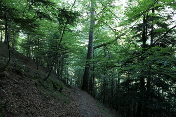 Obraz premium Foret de montagne