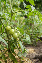 Unripe green tomatoes growing on bush in the garden.