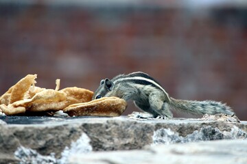 a squirrel eating their food