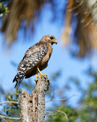 A beautiful Red-shouldered Hawk perches on top of a dead tree.