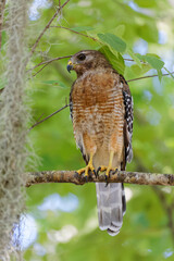 A beautiful Red-shouldered Hawk perches on a tree limb in dense woods.