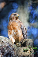 A stunning portrait of a beautiful Red-shouldered Hawk (Buteo lineatus) captured in perfect early evening sunlight. Note the hawk's orange feathers against the blue sky in the background.