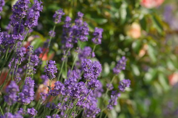 Purple lavender in the summer garden