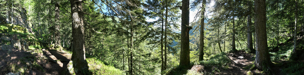 Foret de montagne