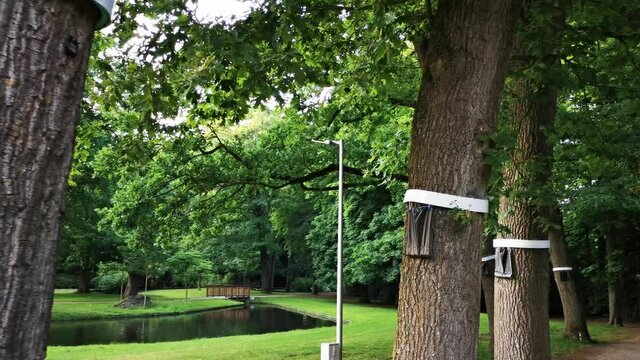 The oak processionspinner traps in our city park