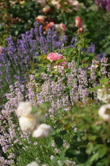 Obraz premium White lavender in the garden