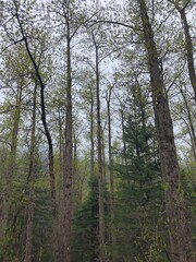 trees in the forest