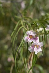 Raceme in shades of pink with yellow lines emerging from Desert Willow, Chilopsis Linearis, Bignoniaceae, native Deciduous Shrub in the margins of Twentynine Palms, Southern Mojave Desert, Springtime.