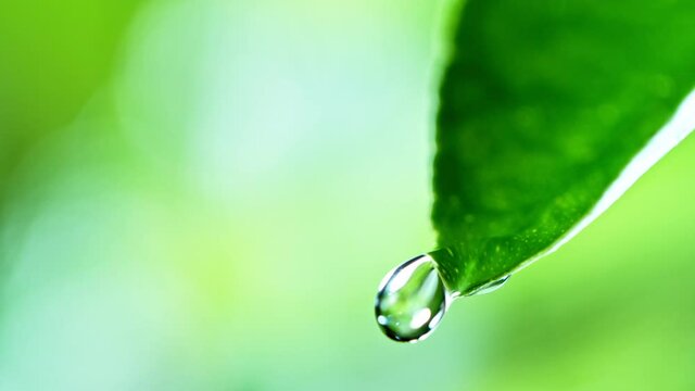 fresh green leaf with water drop, relaxation concept , filmed on cinema slow motion camera at 1000 fps