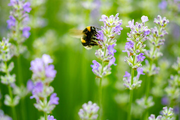 insects collecting pollen from purple lavender flowers on a beautiful summer day