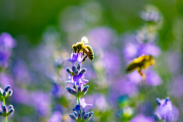 insects collecting pollen from purple lavender flowers on a beautiful summer day