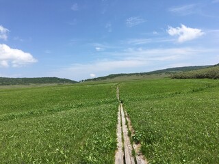 Obraz premium 初夏の暑寒別高原