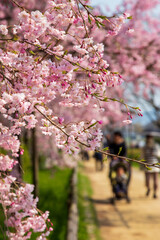 日本・京都の桜
