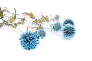Blue flowers of globe thistle, Echinops ritro. Steppe ornamental and honey plant on a white background.