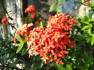 red flowers in the garden