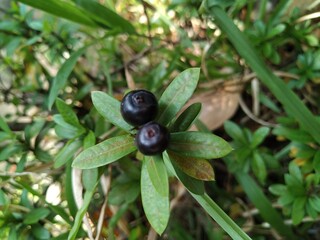 black currant bush