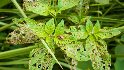  Orange and white  Ladybird beetle or Ladybug on green leave. Leaf-eating insects
