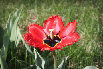 Fototapeta premium Flowers