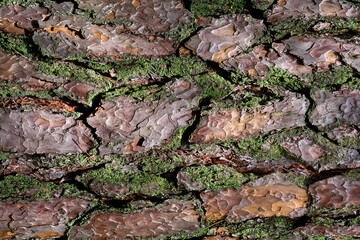 Bark of pine tree. Background. Texture.