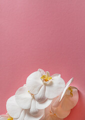 Fototapeta na wymiar fresh white orchid on the color background