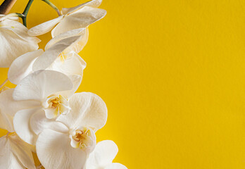 Fototapeta premium fresh white orchid on the color background