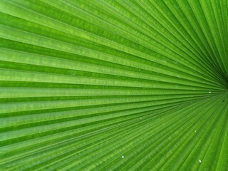 Fototapeta premium green leaf texture