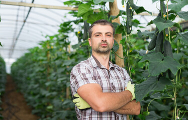 Portrait of confident farmer standing with arms crossed in greenhouse on background with ripening cucumbers. Successful business concept