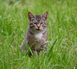 Naklejka na ściany i meble A grey tabby cat is sitting in the green grass