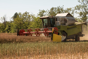 Fototapeta premium Harvest a rapeseed harvest in the summer of the field. The seeds are mainly used to extract rapeseed oil.