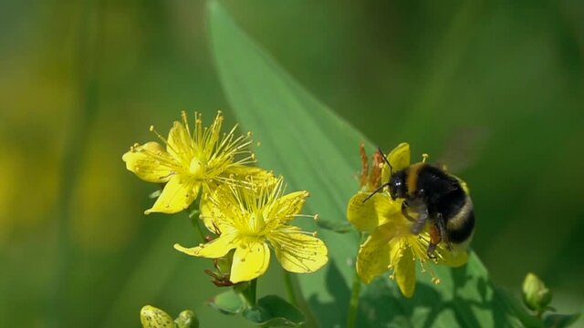 Bumblebee is on bright yellow hypericum flowers, slow motion. Bumblebee squeezes flower stamens in its legs and collects pollen. Large orange pollen baskets filled with pollen