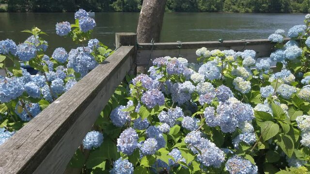Beautiful footage of purple and blue hydrangeas along a fence by a river on a perfect summer day with balloons and people having a birthday party
