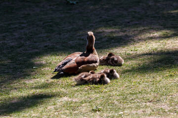 Egyptian geese family on the grass in park
