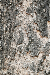 Grunge wood pattern texture background